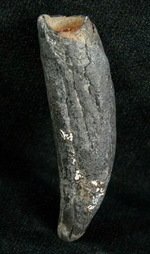 Miocene Aged Fossil Whale Tooth - #5667